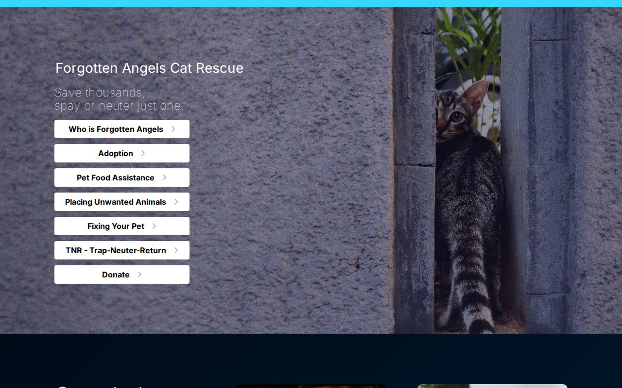 Forgotten Angels Cat Rescue